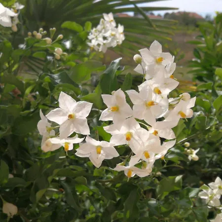 Flora Maris *