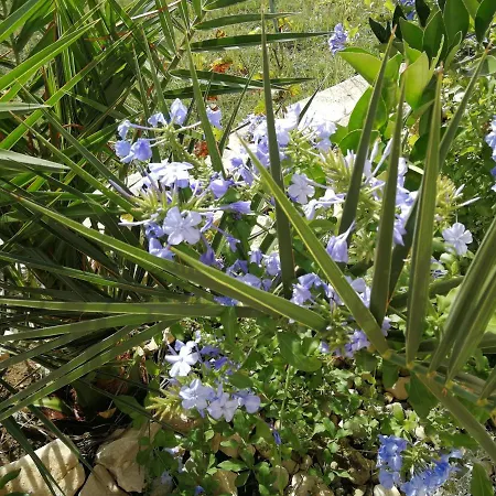 Flora Maris